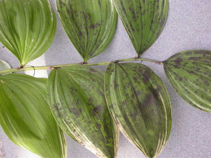 Black mildew and sooty mold